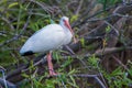 American White Ibis (Eudocimus albus) Royalty Free Stock Photo