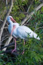 American White Ibis (Eudocimus albus) Royalty Free Stock Photo