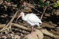 American white Ibis, Eudocimus albus Royalty Free Stock Photo