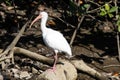 American white Ibis, Eudocimus albus Royalty Free Stock Photo