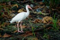 American white ibis - Eudocimus albus white bird with red beak and legs in family Threskiornithidae, from Virginia via Gulf Coast Royalty Free Stock Photo