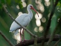 American white ibis - Eudocimus albus white bird with red beak and legs in family Threskiornithidae, from Virginia via Gulf Coast Royalty Free Stock Photo