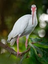 American white ibis - Eudocimus albus white bird with red beak and legs in family Threskiornithidae, from Virginia via Gulf Coast Royalty Free Stock Photo