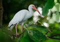 American white ibis - Eudocimus albus white bird with red beak and legs in family Threskiornithidae, from Virginia via Gulf Coast Royalty Free Stock Photo