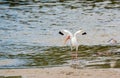 American White Ibis Eudocimus albus and the Willet Tringa semipalmata at the Lemon Bay Aquatic Reserve in Cedar Point Environm