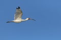 American White Ibis in Flight Royalty Free Stock Photo