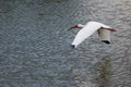 American white ibis in flight image 2 Royalty Free Stock Photo