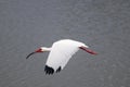 American white ibis in flight image 1 Royalty Free Stock Photo