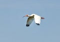 American White Ibis in flight Royalty Free Stock Photo