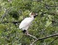 American White Ibis perched in a tree Royalty Free Stock Photo