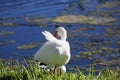 American White Ibis With A Red Beak