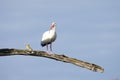 American White Ibis Standing On A Big Bare Tree Branch On A Sunny Day With Blur Blue Background