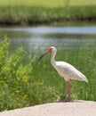 American White Ibis Standing in Profile with Marsh in the Background