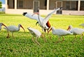 An American White Ibis takes flight after picking up food. Royalty Free Stock Photo