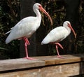 American White Ibis