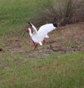 American white Ibis at the waters edge 5 Royalty Free Stock Photo