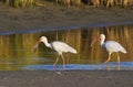 American white ibises (Eudocimus albus) fishing early in the morning in a shallow lake