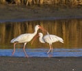 American white ibises (Eudocimus albus) fishing early in the morning in a shallow lake Royalty Free Stock Photo