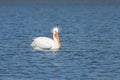 Pelican With A Bad Hairdo