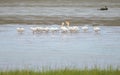 American white pelican Royalty Free Stock Photo
