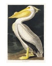 American White Pelican from Birds of America vintage illustration by John James Audubon. Digitally enhanced by rawpixel