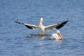American white pelican bows to another