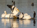 American white pelican and double-crested cormorant standing on partially submerged wooden debri in White Rock Lake.