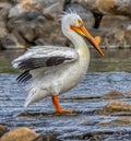 An American white pelican extending its wings on a river