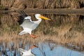 Migratory birds in Colorado. American White Pelican in flight Royalty Free Stock Photo