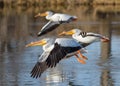 Migratory birds in Colorado. American White Pelican in flight Royalty Free Stock Photo