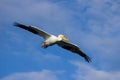 Migratory birds in Colorado. American White Pelican in flight Royalty Free Stock Photo