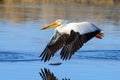 Migratory birds in Colorado. American White Pelican in flight Royalty Free Stock Photo