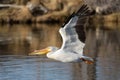 Migratory birds in Colorado. American White Pelican in flight Royalty Free Stock Photo