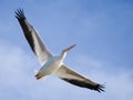 American White Pelican in flight Royalty Free Stock Photo