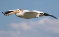 American White Pelican Flight Closeup Royalty Free Stock Photo