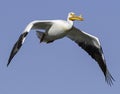 American White Pelican in flight.