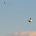 American white pelican in flight on the Minnesota River during fall migrations Royalty Free Stock Photo