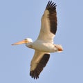 American white pelican in flight on the Minnesota River during fall migrations Royalty Free Stock Photo