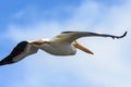 American White Pelican in Flight