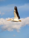 American White Pelican in Flight Royalty Free Stock Photo