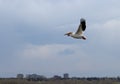 American white pelican flying above Cherry Creek Reservoir Royalty Free Stock Photo