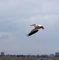 American white pelican flying above Cherry Creek Reservoir Royalty Free Stock Photo