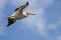 American White Pelican Flying in a Cloudy Blue Sky Royalty Free Stock Photo