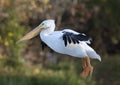An American white pelican flying in for a landing in Sunset Bay at White Rock Lake in Dallas, Texas. Royalty Free Stock Photo