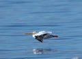 White Pelican Flying Royalty Free Stock Photo