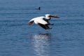 American White Pelican flying over water. Reflection on surface. Royalty Free Stock Photo