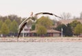 American White Pelican Flying Over Water in Sheboygan Wisconsin Royalty Free Stock Photo