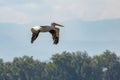 An American white pelican in flight above Barr Lake, Colorado. Royalty Free Stock Photo