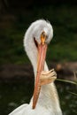 American white pelican grooming with knob on beak develops a knob on its beak before the breeding season Royalty Free Stock Photo