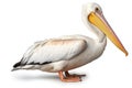 American White Pelican isolate on white background